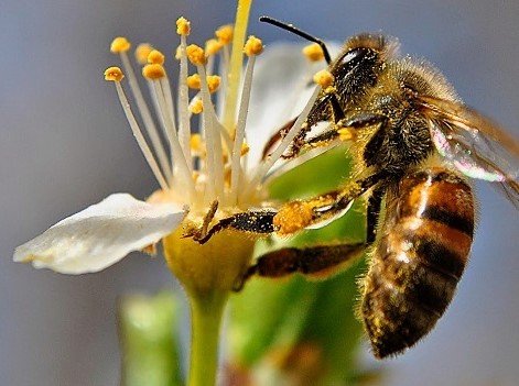 positiva sobre las abejas