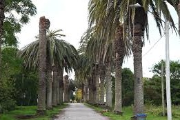 propagación del picudo rojo