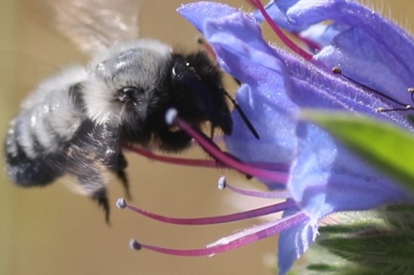 proteger a las abejas re polinizacion