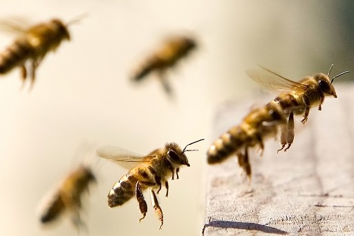 reunen los apicultores en florida