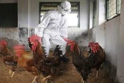 síntomas por gripe aviar