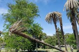 tala de palmeras l picudo rojo