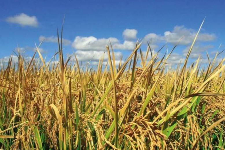 tecnológico agrícola