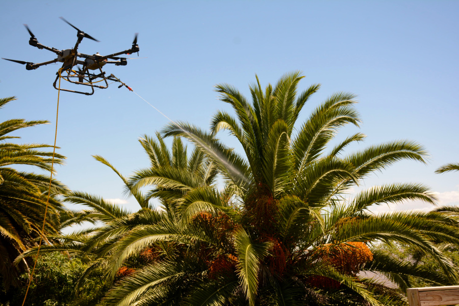 tratamiento biologico picudo rojo palmeras colonia