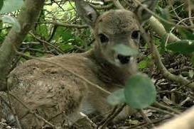 venado