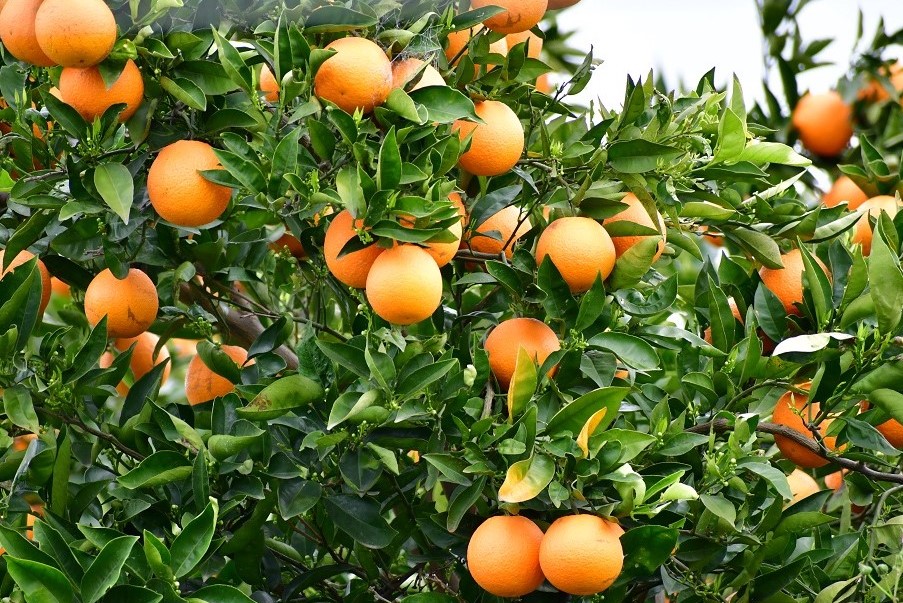 Naranjas INIA