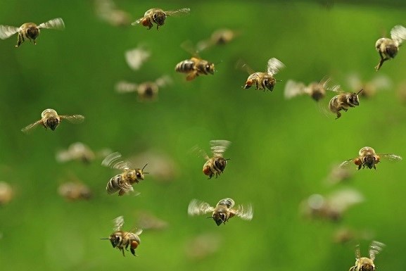 abejas volando