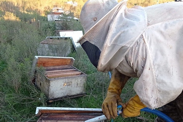 apicultura abejas miel inia