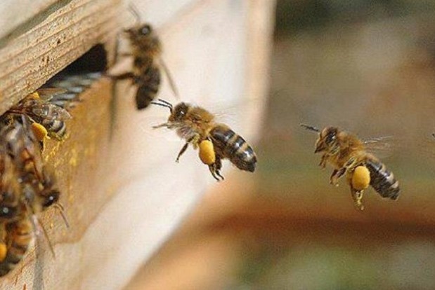 apicultura ve un horizonte