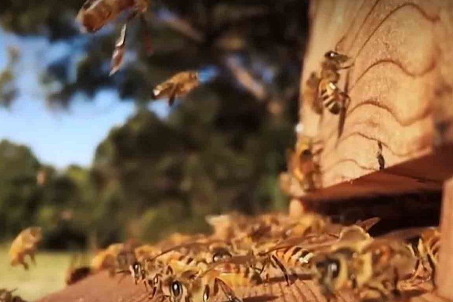 apícola usa las abejas vivas