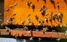 colonias de abejas