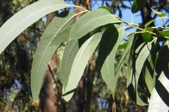 hojas de eucaliptos