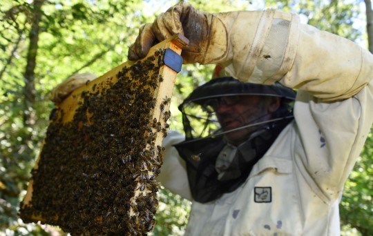 proyecto apicultura