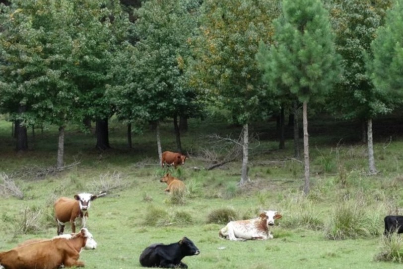 vacas pastoreando