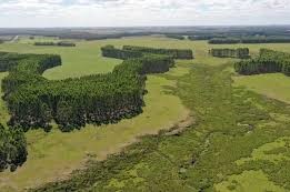 campo natural forestación