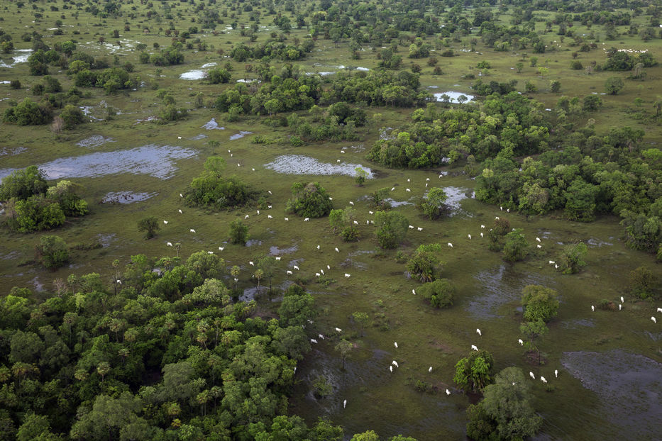 bosques brasileños