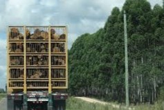 Carga Forestal explicó cómo se procede