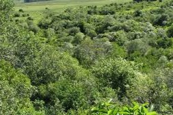 Dirección Forestal alerta