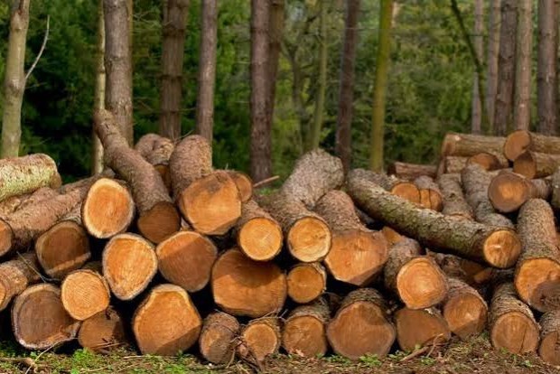 Empresa forestal