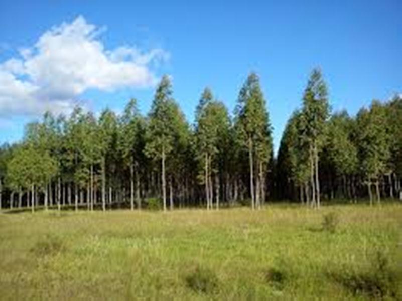 FORESTAL CAMPO