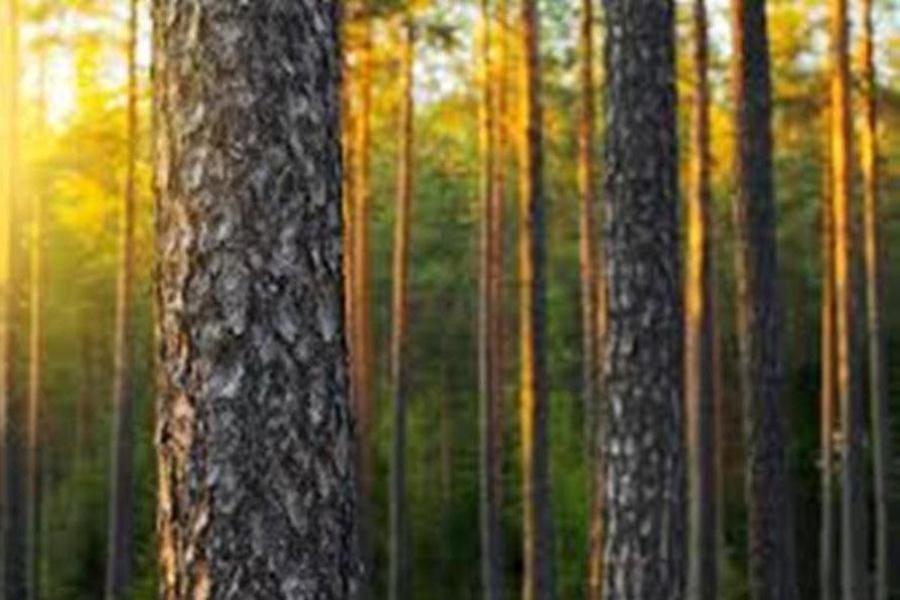 Finnish forest