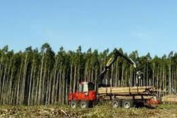 Gobierno frena proyecto prioridad forestal