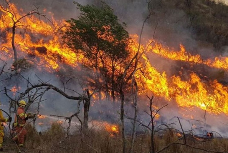 Incendio forestal