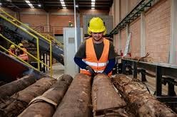 Paraguay Sector forestal