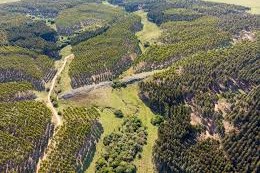 Paraguays forestales del año