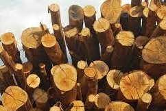 Productores forestales apoyan Decreto
