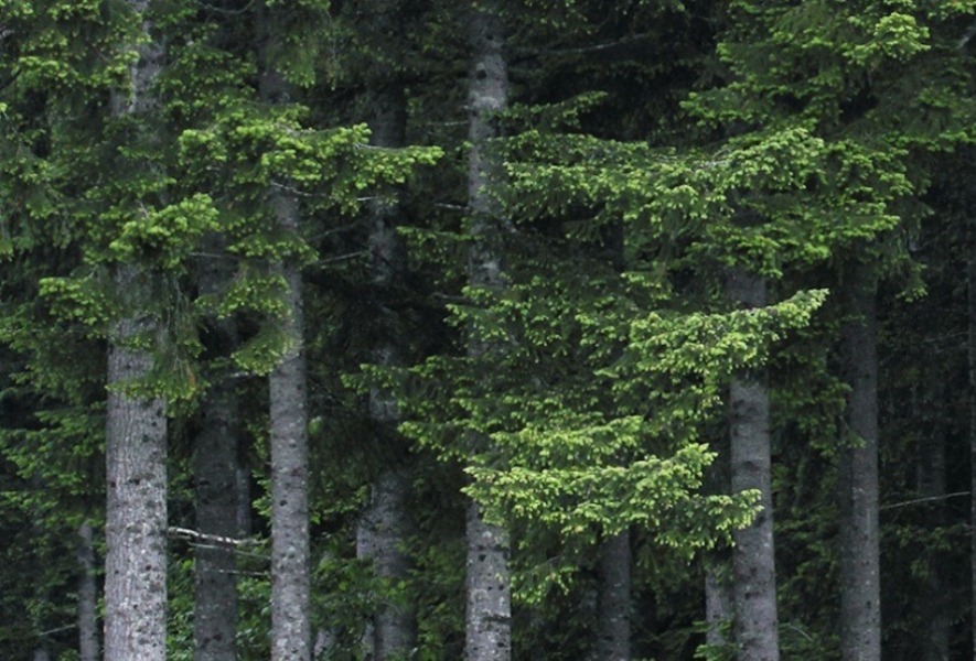 Weyerhaeuser forest