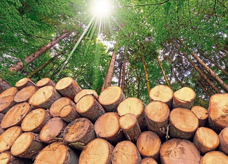 bonos de carbono forestación