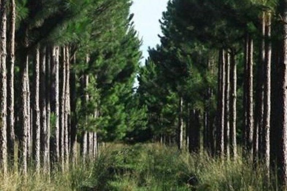 bosques cultivados