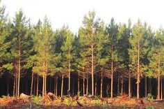 forestales piden transparencia