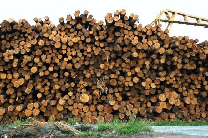 madera industria forestaljpg