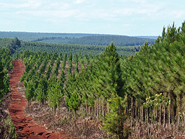 misiones forestal