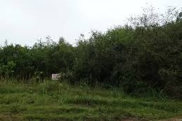 bosque nativo uruguayo