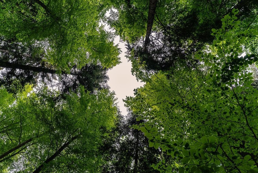 bosques carbono