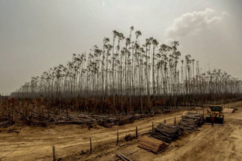 deforestacion brasil