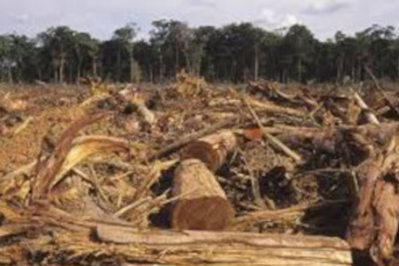 deforestacion