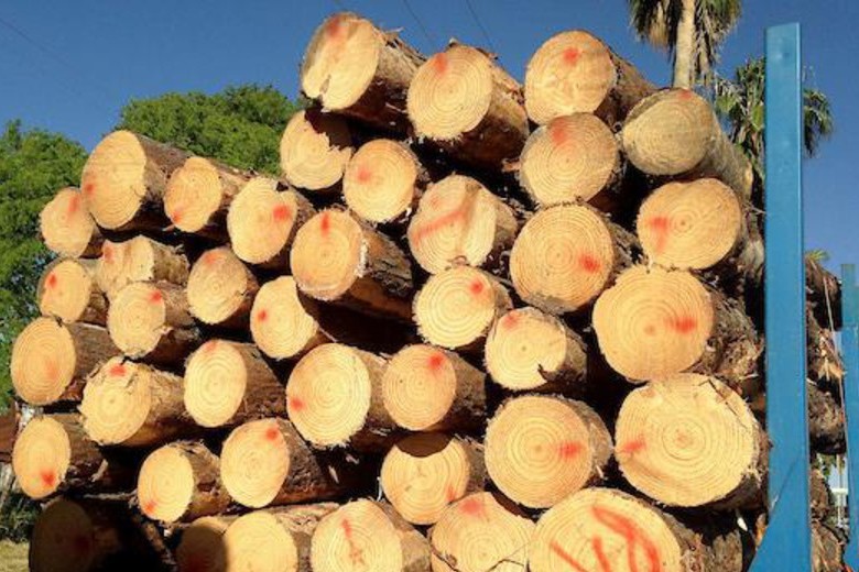 forestal rivera