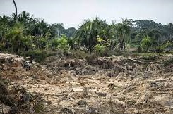 Amazonia deforestacion 