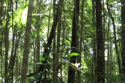 zonificacion forestal