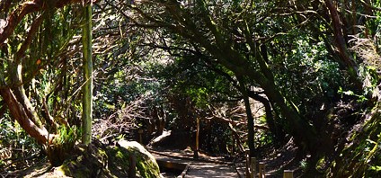 bosque laurisilva