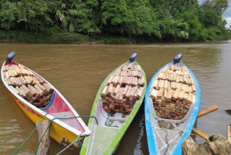 fiebre de balsa