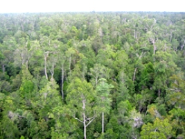 bosques forestacion