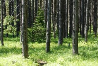 perfeccionando de los bosques