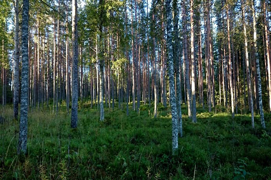 bosque finlandia FSC