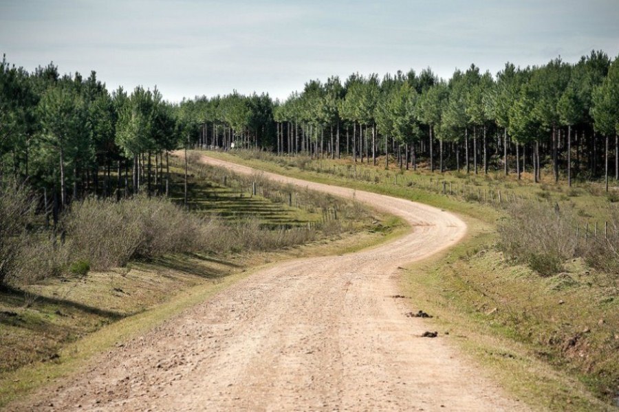 forestacio sector camino