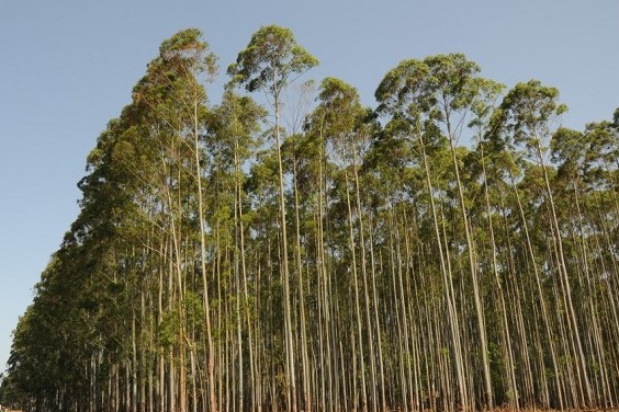 forestación ciclo hidrológico en Uruguay